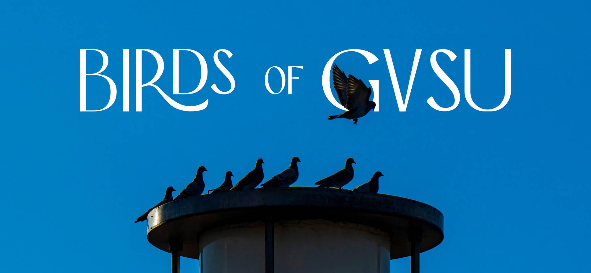 Birds of GVSU
